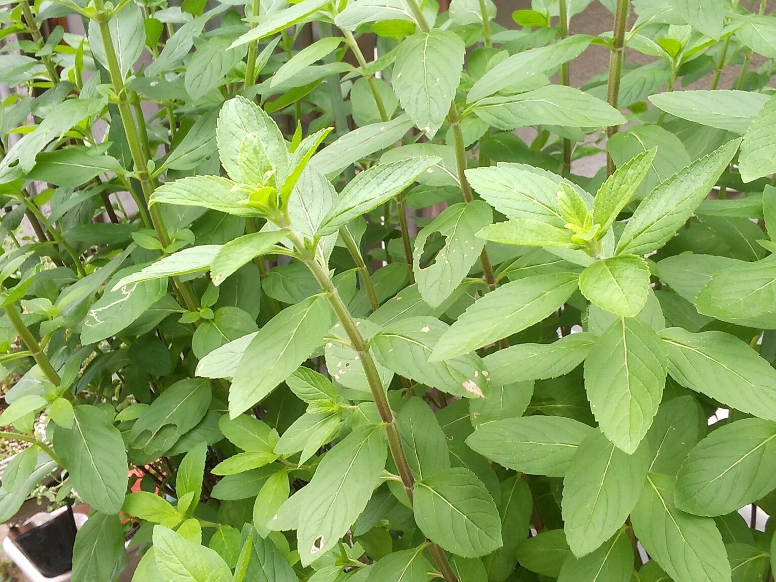 日本ハッカの栽培と利用 - Jirouの薬草庭園
